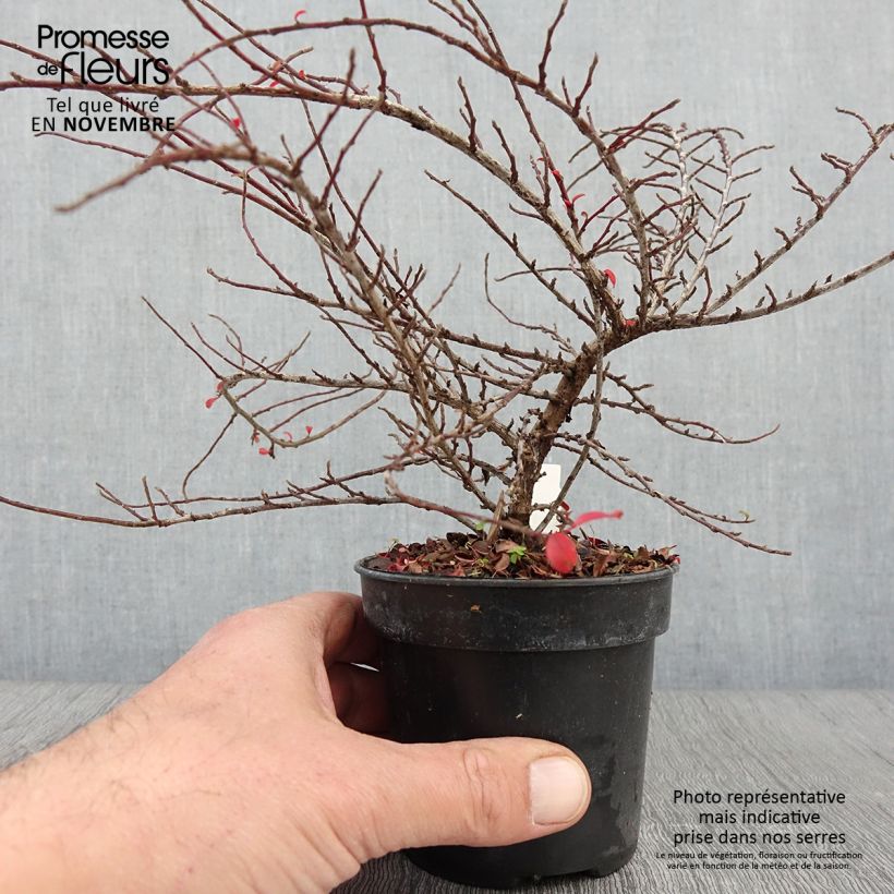 Ejemplar de Cotoneaster adpressus Little Gem en godet de 10,5cm entregado en otoño