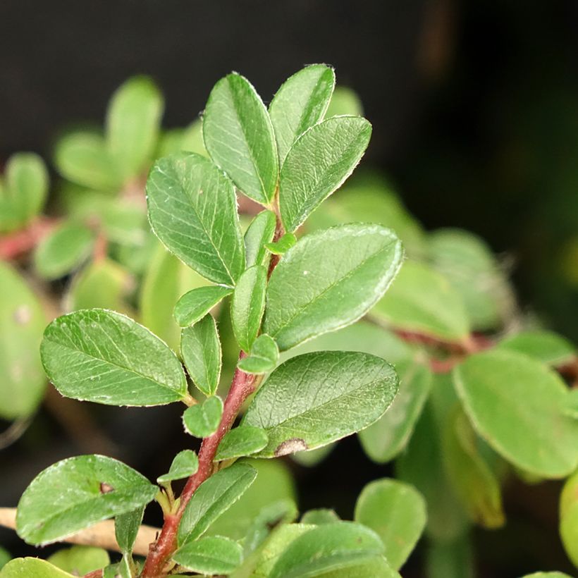 Cotoneaster dammeri Mooncreeper (Follaje)