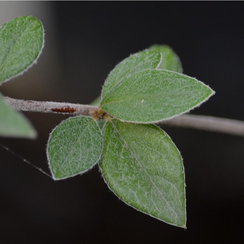 Cotoneaster franchetii (Follaje)