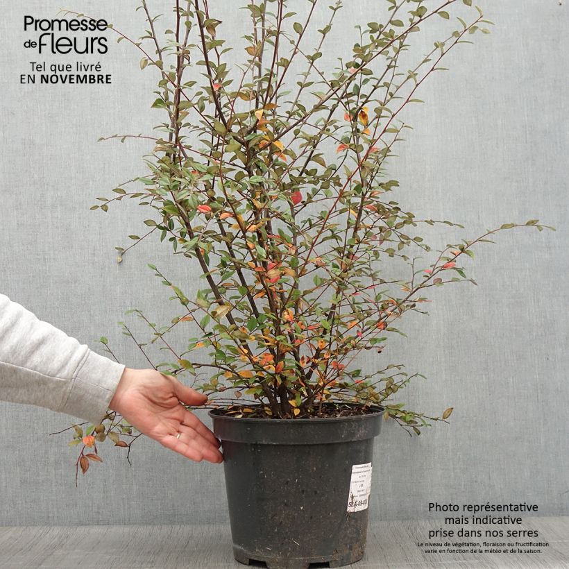 Ejemplar de Cotoneaster franchetii - Cotonéastre de Franchet en pot de 7,5L/10L entregado en otoño