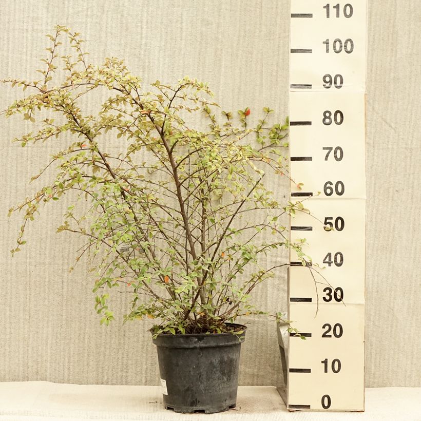 Ejemplar de Cotoneaster franchetii - Cotonéastre de Franchet en pot de 7,5L/10L entregado en verano