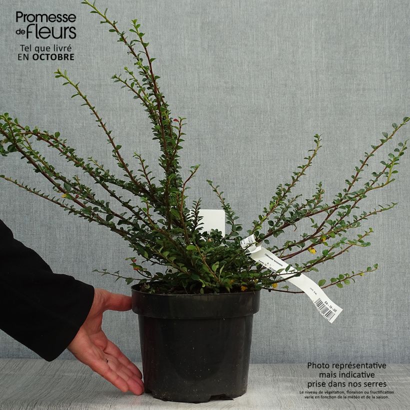 Ejemplar de Cotoneaster horizontalis 20/30cm en pot de 2L/3L - Cotoneaster rampant entregado en otoño