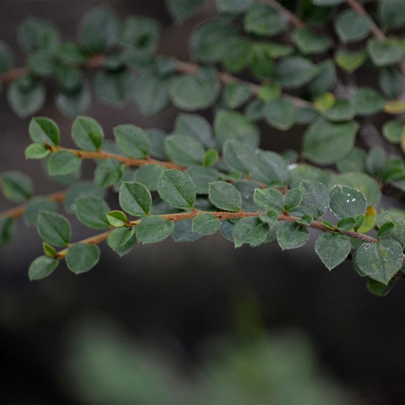 Cotoneaster horizontalis - Griñolera (Follaje)