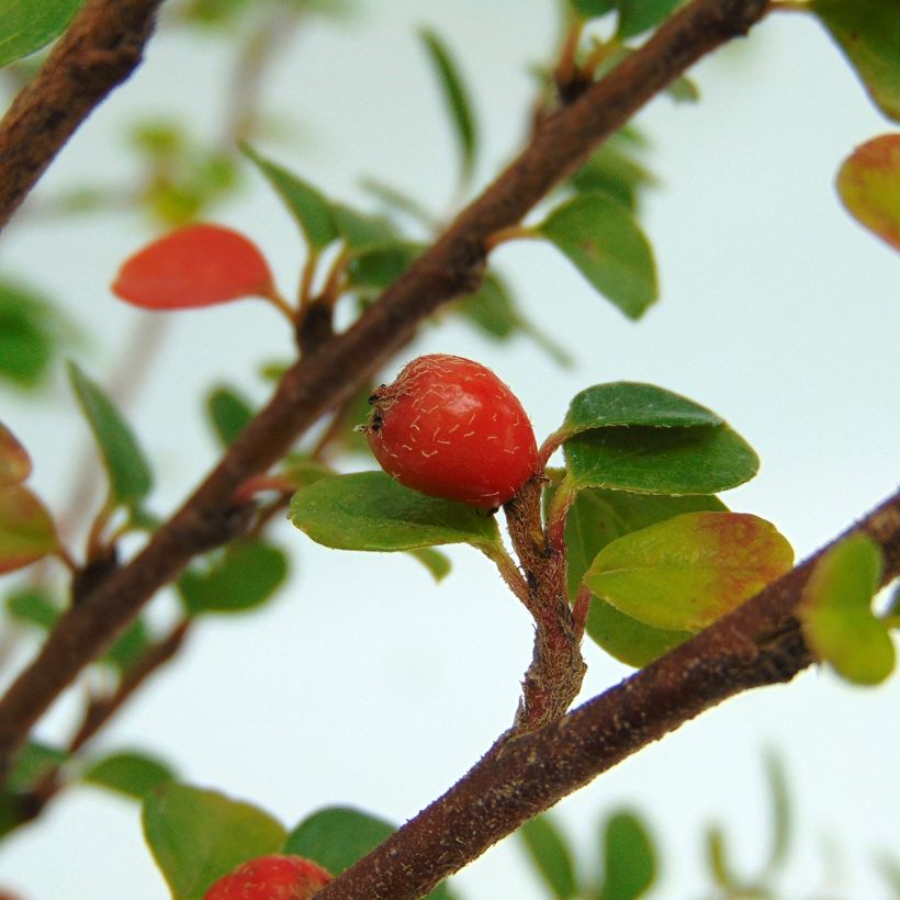 Cotoneaster horizontalis - Griñolera (Cosecha)