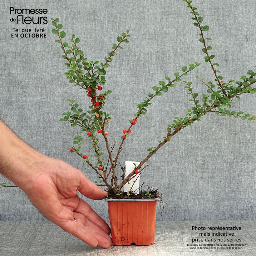 Ejemplar de Cotoneaster horizontalis en godet de 9cm - Cotonéaster rampant entregado en otoño