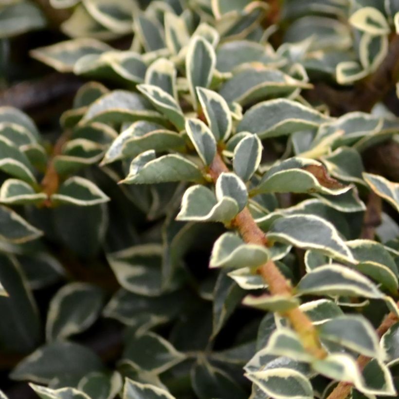 Cotoneaster horizontalis Variegatus (Follaje)