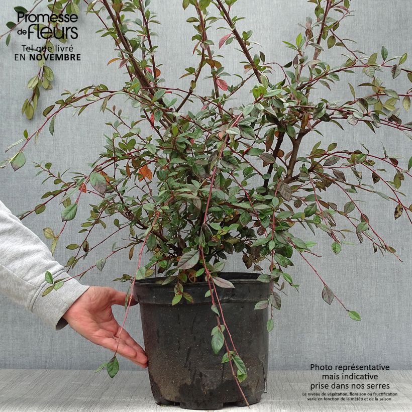 Ejemplar de Cotoneaster lacteus - Cotonéaster laiteux en pot de 7,5L/10L entregado en otoño