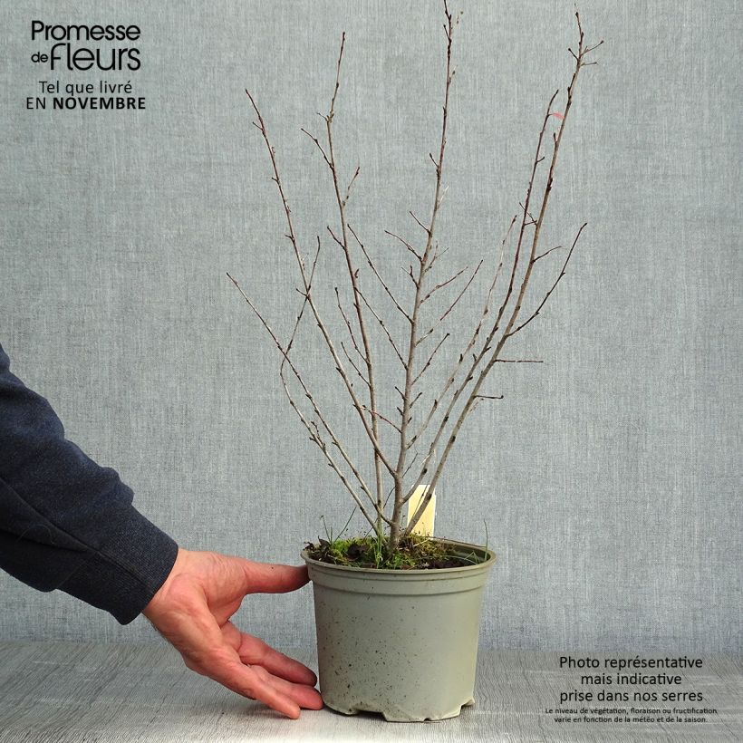 Ejemplar de Cotoneaster lucidus  Pot de 2L/3L entregado en otoño