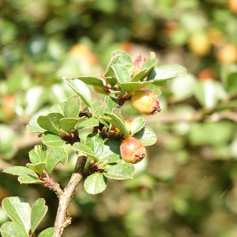 Cotoneaster praecox Boer (Follaje)