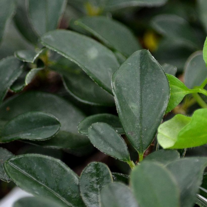 Cotoneaster procumbens Queen of Carpets (Follaje)