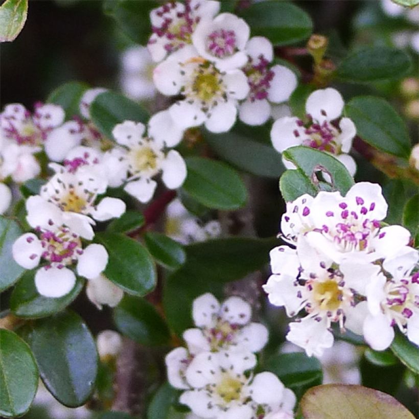 Cotoneaster procumbens Queen of Carpets (Floración)