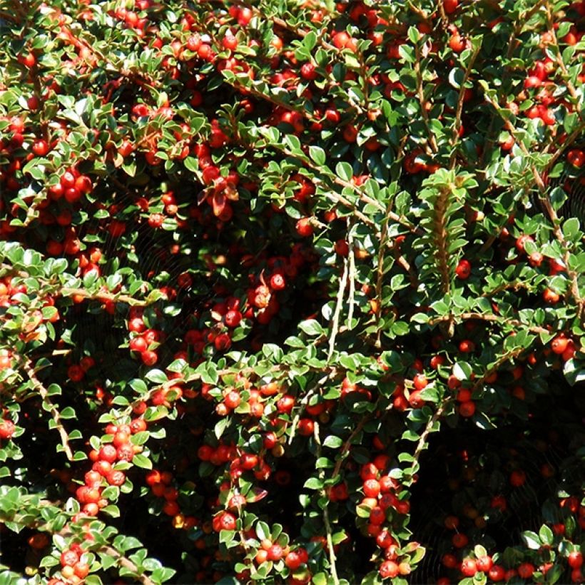 Cotoneaster procumbens Queen of Carpets (Cosecha)