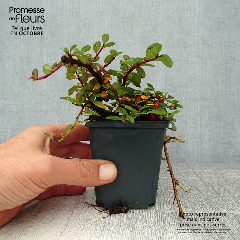 Ejemplar de Cotoneaster procumbens Queen of Carpets en godet de 9cm  entregado en otoño