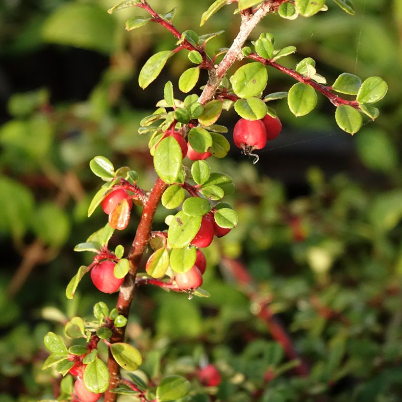 Cotoneaster procumbens Streibs Findling (Cosecha)