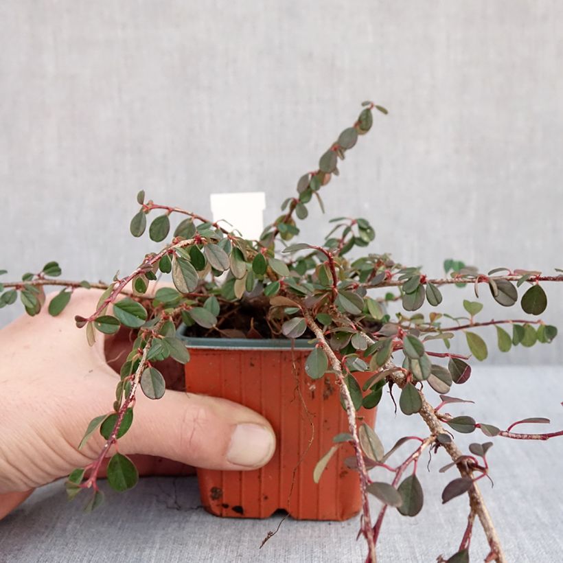 Cotoneaster procumbens Streibs Findling - Cotonéaster rampant - Godet de 8/9 cm Ejemplar entregado en invierno