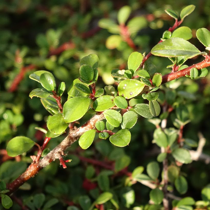 Cotoneaster procumbens Streibs Findling (Follaje)