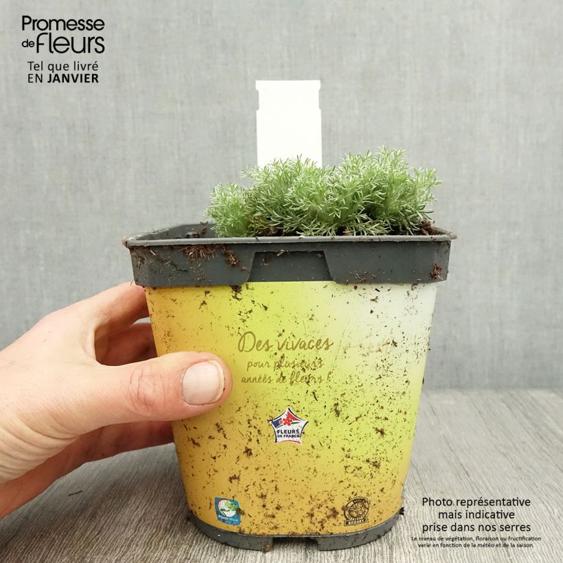 Cotula hispida - Leptinella Pot de 2L/3L Ejemplar entregado en invierno