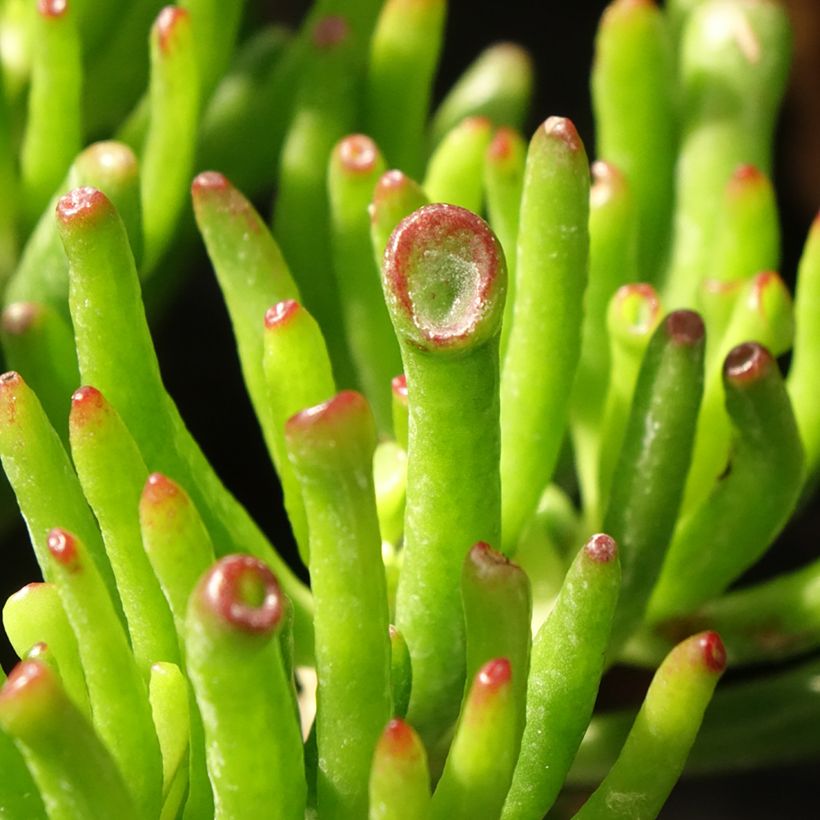 Crassula ovata Hobbit (Follaje)