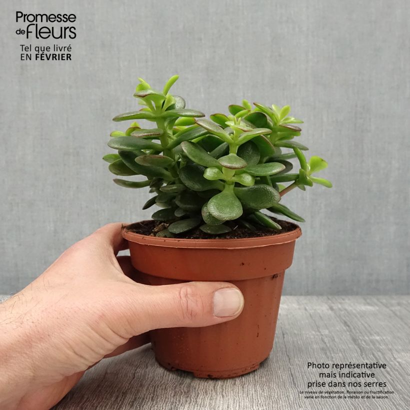 Crassula ovata Minor Pot de 13 cm Ejemplar entregado en invierno