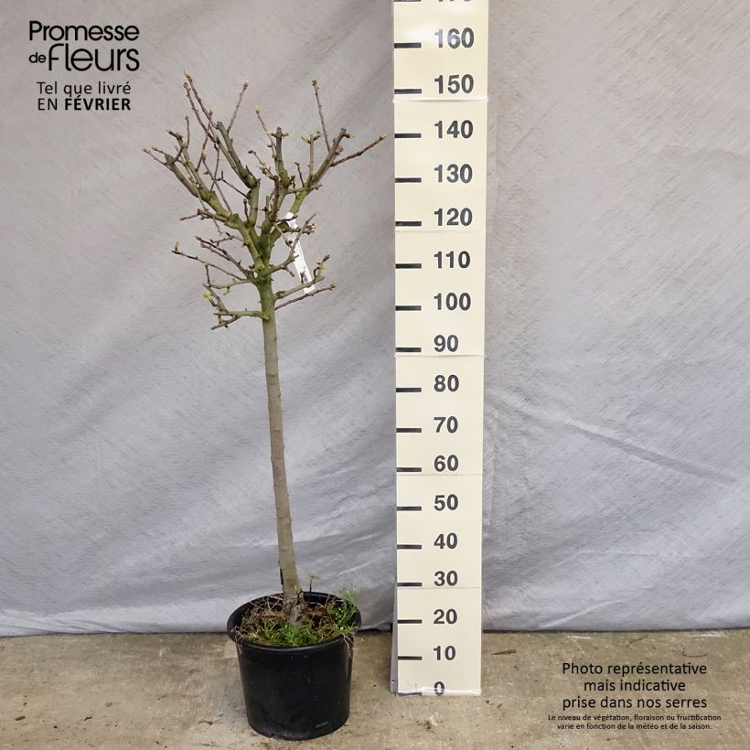 Crataegus azarolus - Azérolier Pot de 12L/15L Ejemplar entregado en invierno