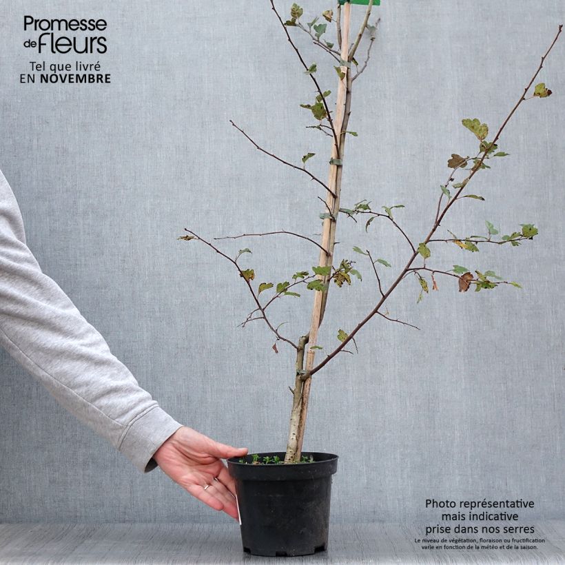 Ejemplar de Crataegus laevigata Mutabilis Ravnholdt - Aubépine lisse - Pot de 4L/5L entregado en otoño