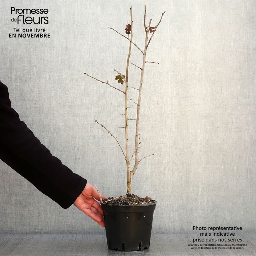 Ejemplar de Crataegus laevigata Rosea Flore Pleno - Aub?pine Pot de 3L/4L entregado en otoño