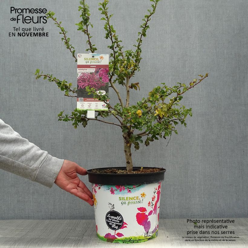 Ejemplar de Crataegus laevigata Rosea Flore Pleno - Aubépine Pot de 7,5L/10L entregado en otoño