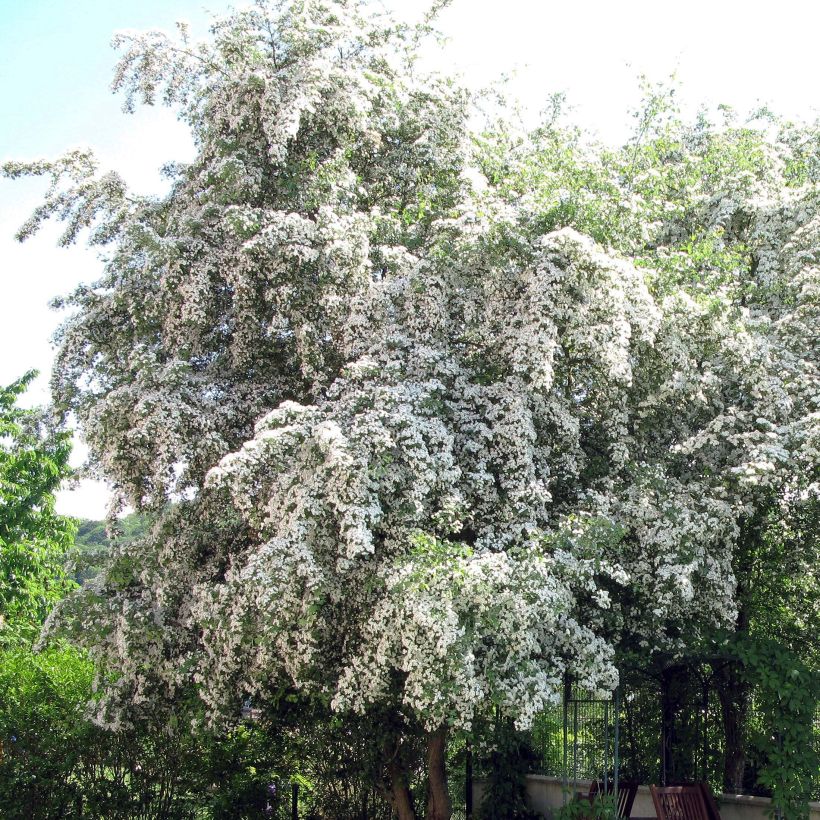 Espino albar - Crataegus monogyna (Floración)