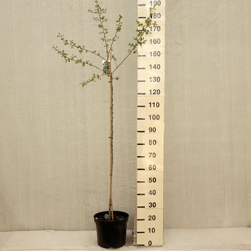 Espino albar - Crataegus monogyna Gireoudii Maceta 12L/15LAltura de entrega aprox. 120/140cm Ejemplar entregado en la primavera