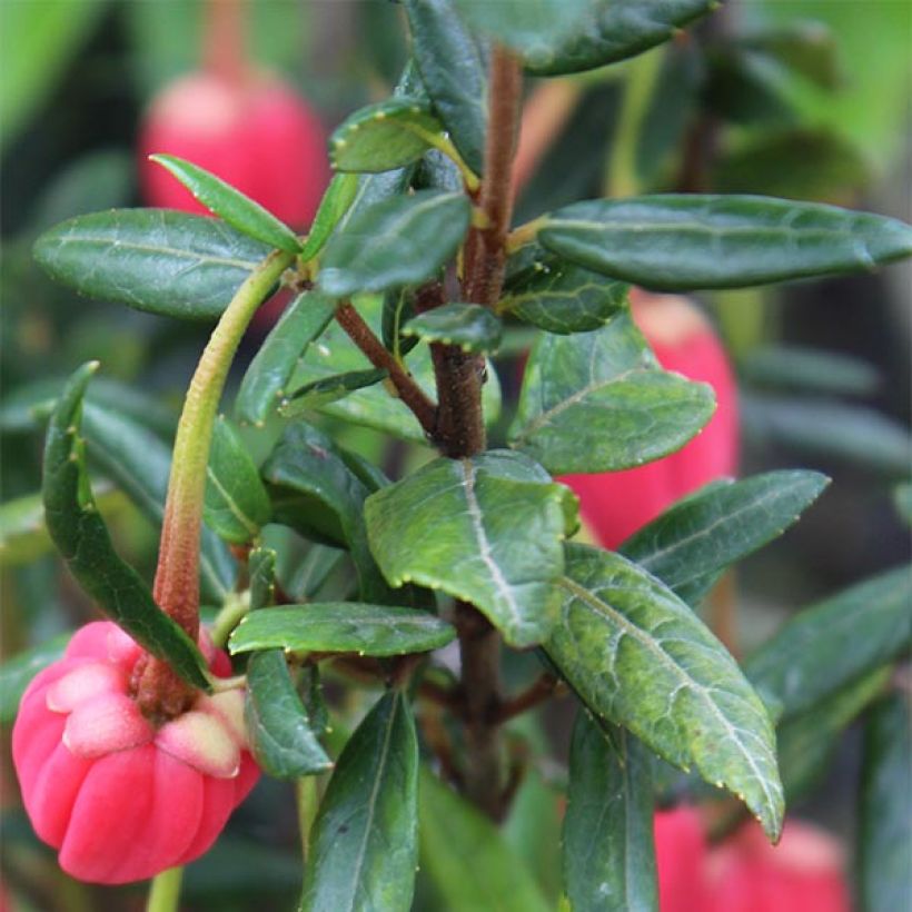 Crinodendron hookerianum - Polizonte (Follaje)