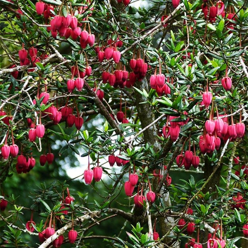 Crinodendron hookerianum - Polizonte (Porte)