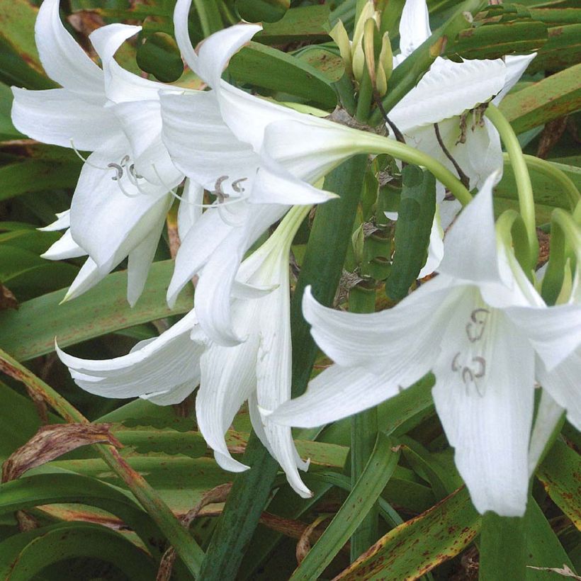 Crinum powellii Album - Lirios de pantanos (Floración)