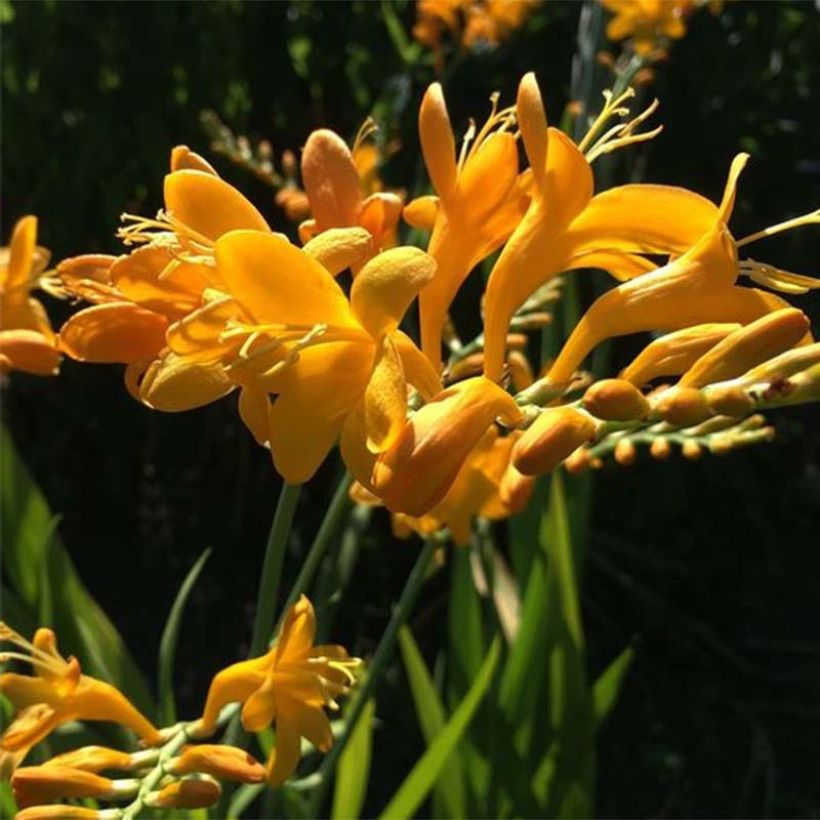 Crocosmia masoniorum Rowallone Yellow (Floración)