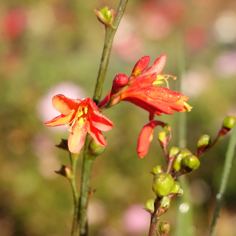 Crocosmia crocosmiflora Fire King (Floración)