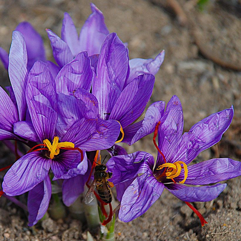 Azafrán - Crocus sativus (Floración)