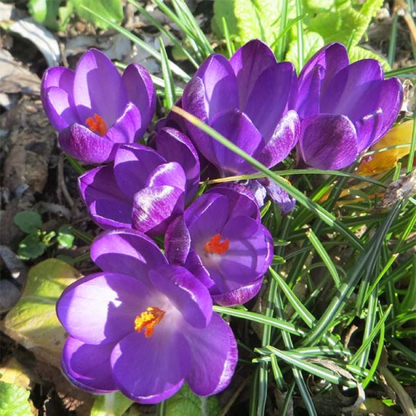 Crocus tommasinianus Ruby Giant (Floración)