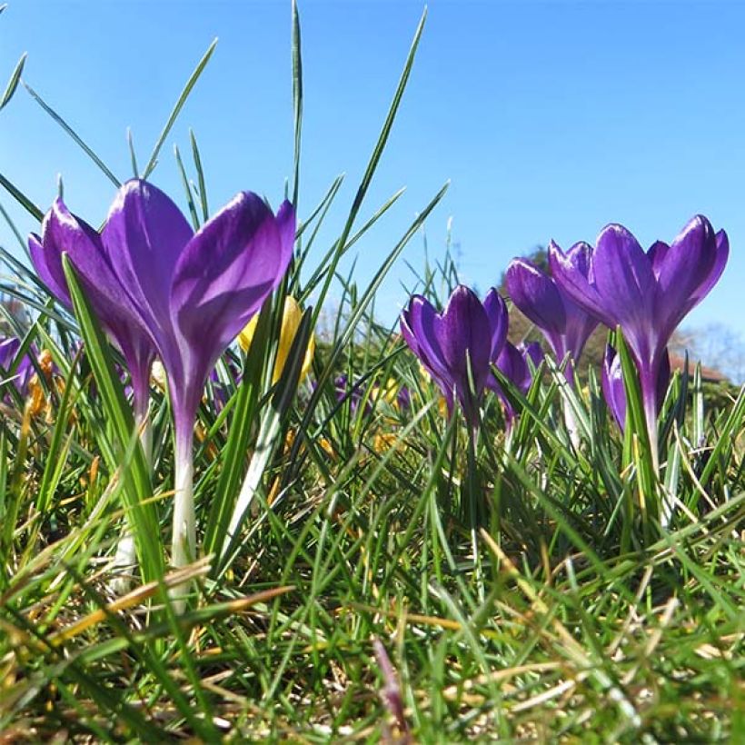 Crocus tommasinianus Ruby Giant (Porte)