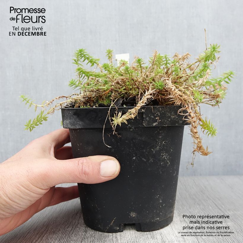 Ejemplar de Crucianelle - Phuopsis stylosa en pot de 2/3L entregado en otoño