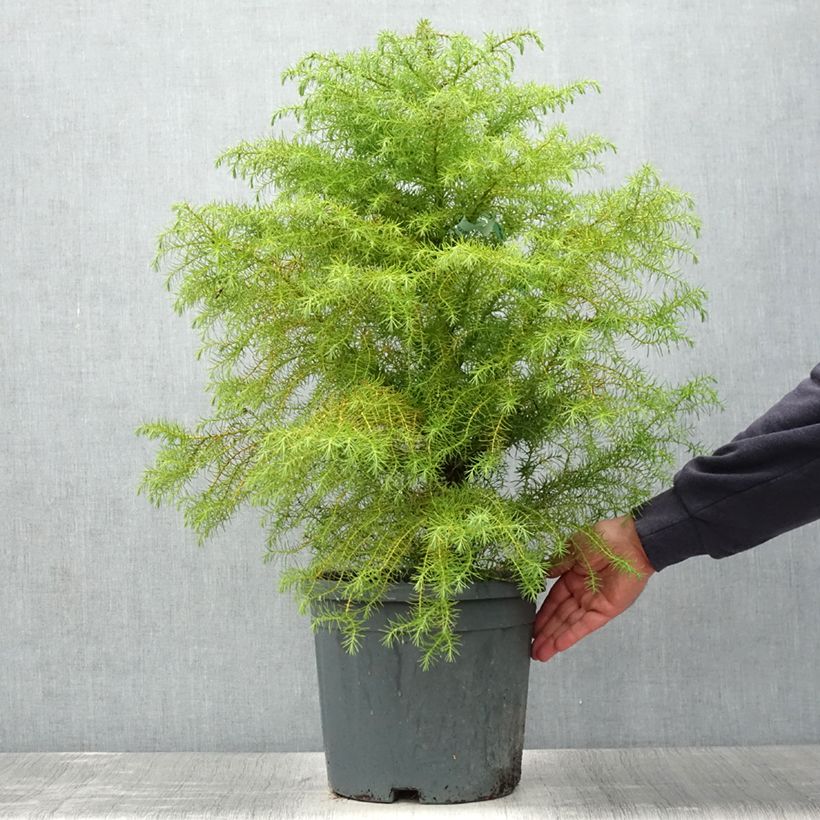 Ejemplar de Cryptomeria japonica Elegans - Cèdre du Japon Pot de 7.5L/10L entregado en verano