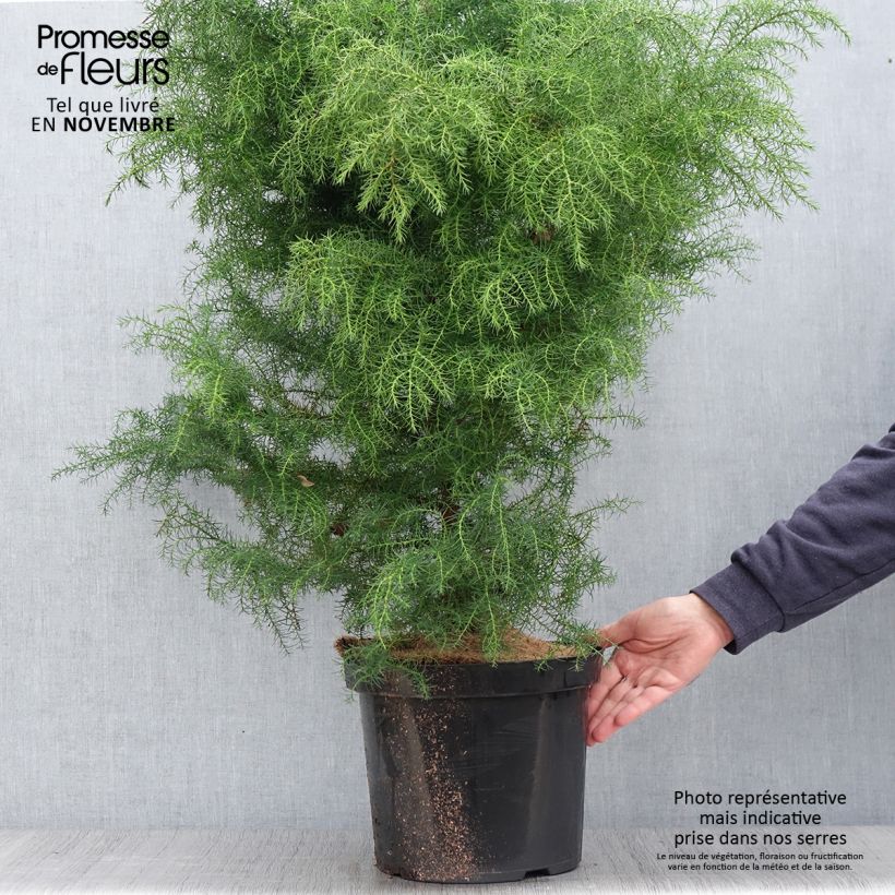 Ejemplar de Cryptomeria japonica Elegans Viridis Pot de 7,5L/10L entregado en otoño