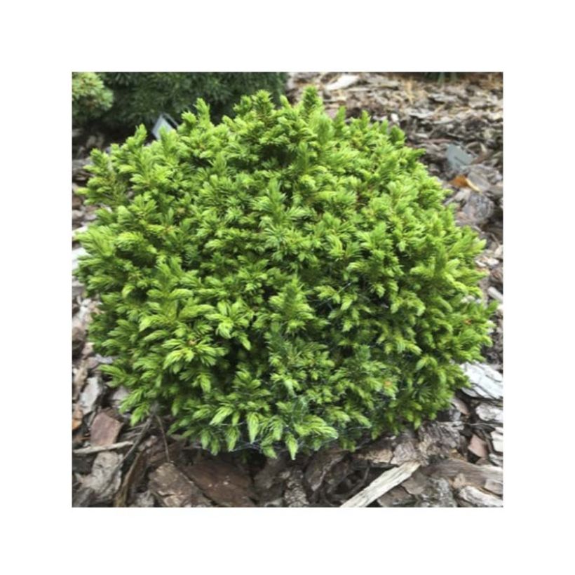 Sugi Green Pearl - Cryptomeria japonica (Follaje)