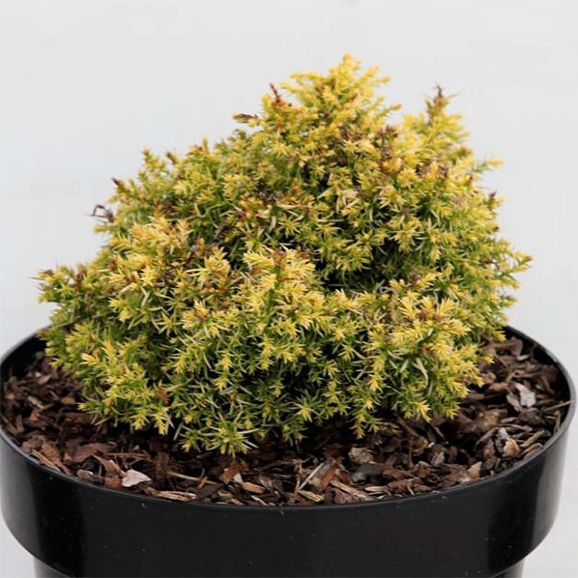 Sugi Twinkle Toes - Cryptomeria japonica (Follaje)