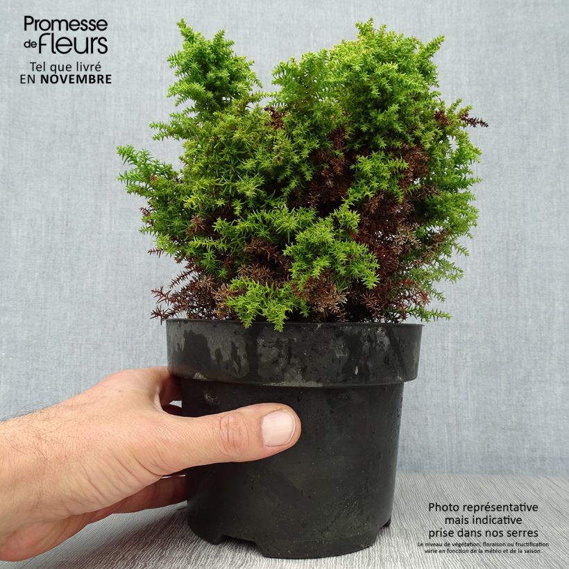 Ejemplar de Cryptomeria japonica Twinkle Toes Pot de 2L/3L entregado en otoño