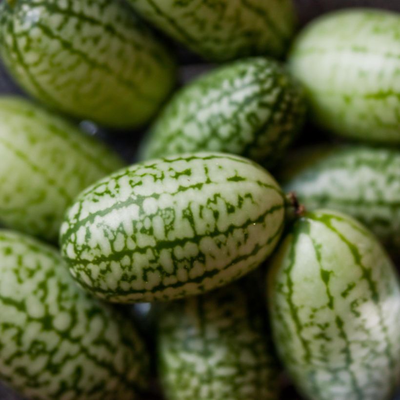 Sandía de ratón - Cucamelon (Cosecha)