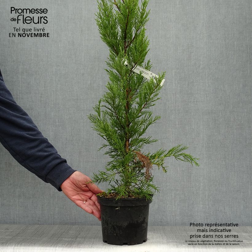 Ejemplar de Cupressocyparis Leylandii 2001 en pot de 2/3L entregado en otoño