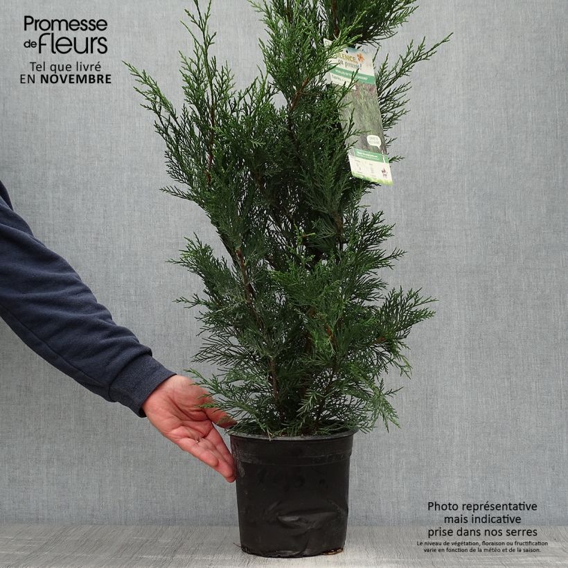 Ejemplar de Cupressocyparis Leylandii 2001 pot de 4/5L entregado en otoño