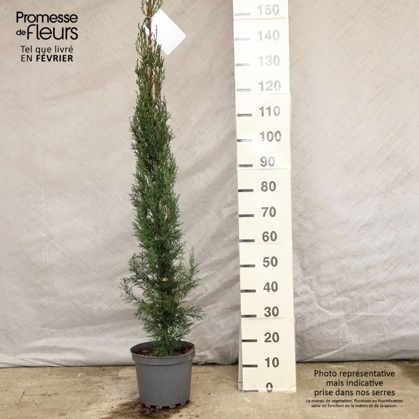 Cupressus sempervirens Stricta - Cyprès d'Italie Pot de 7,5L/10L Ejemplar entregado en invierno