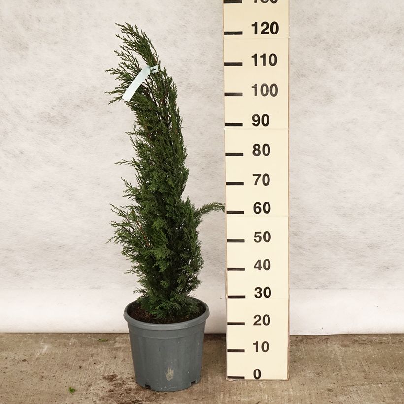 Cupressus sempervirens var. stricta - Ciprés común Maceta 7,5L/10LAltura de entrega aprox. 100/125cm Ejemplar entregado en la primavera