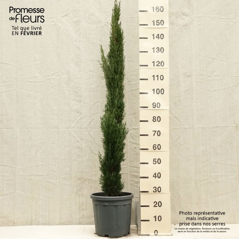 Cupressus sempervirens Totem - Cyprès de Florence en pot de 7,5/10L Ejemplar entregado en invierno