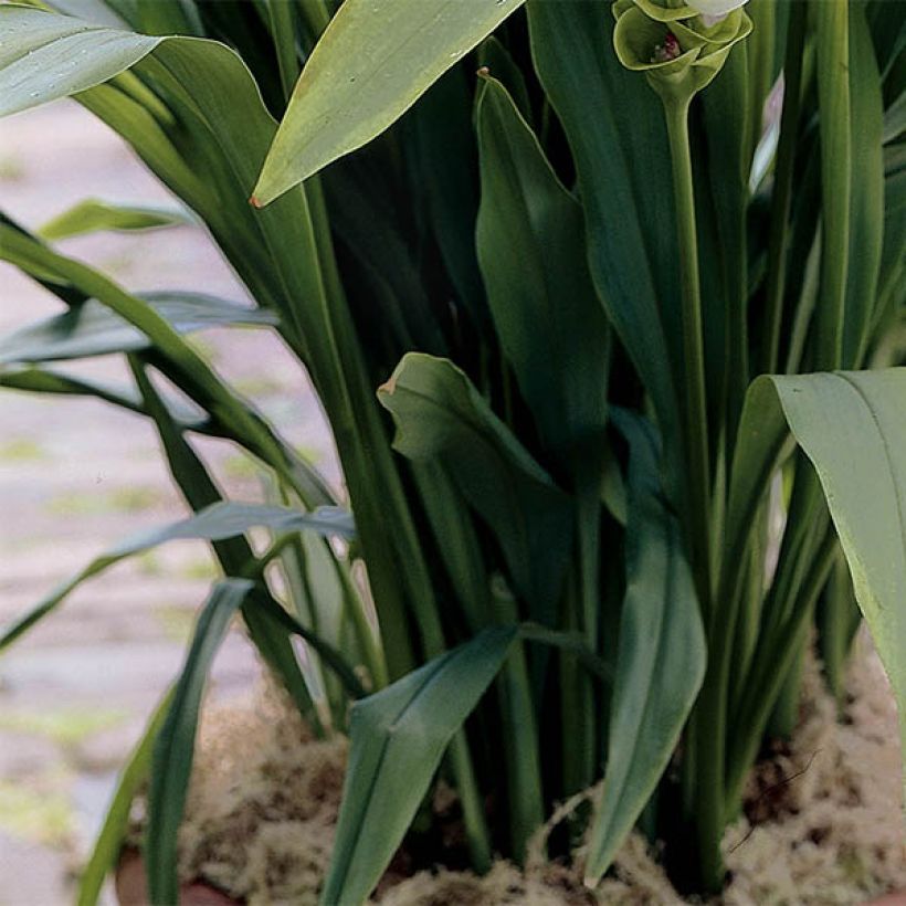 Curcuma alismatifolia White - Tulipán de Siam (Follaje)